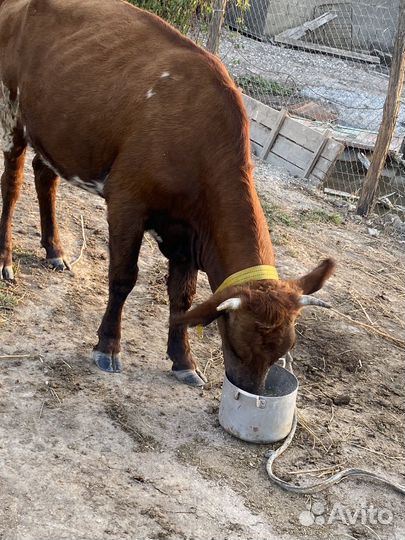 Корова дойная с теленком