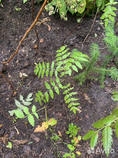 Можжевельник,спирея,пихта,ель,рябина, кедр