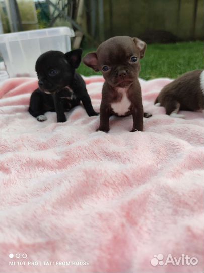 Девочки мини Чихуахуа