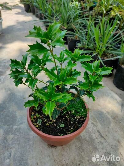 Инжир Грушевый, фейхоа, гранат, лавр, падуб