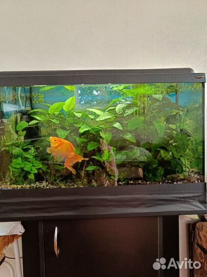 Аквариум с тумбой 120л