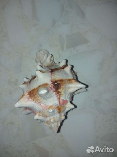 Морские ракушки раковины