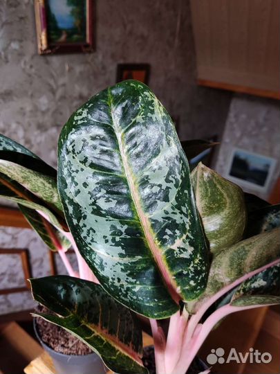 Аглаонема чарта Монгол