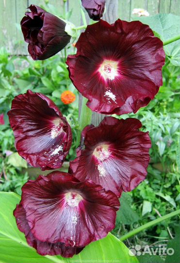 Мальва (семена)