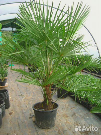 Пальмы Трахикарпус