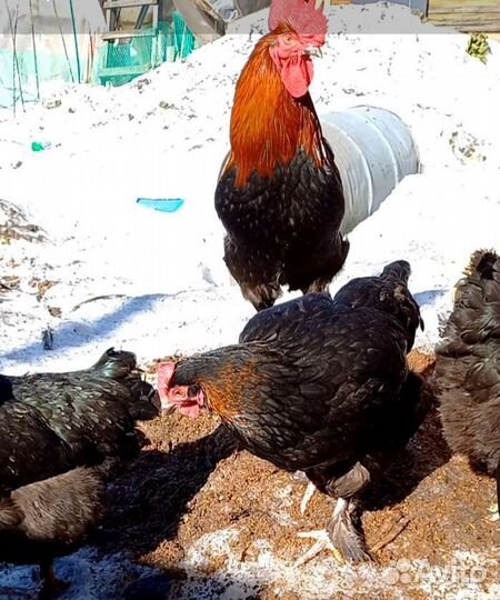 Инкубационное яйцо Марана черномедного