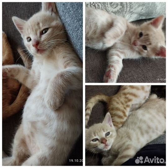 Котята в добрые руки