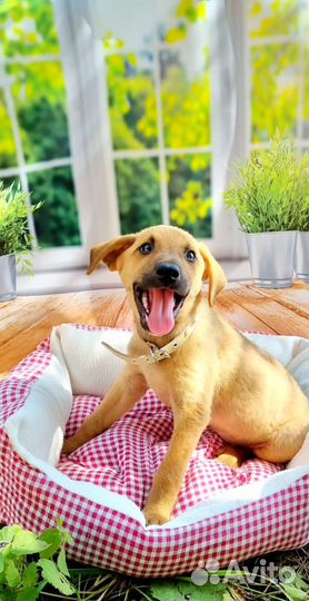 Собаки бесплатно