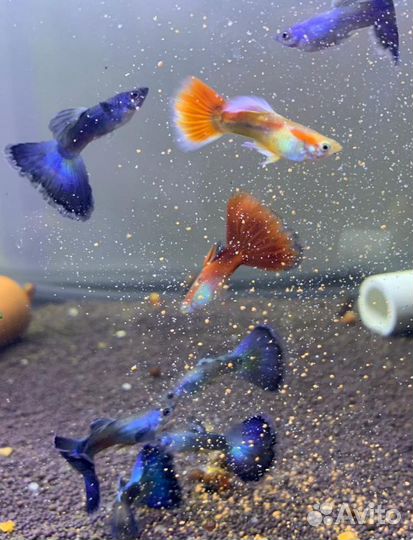 Аквариумные рыбки