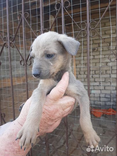 Собака в добрые руки щенок