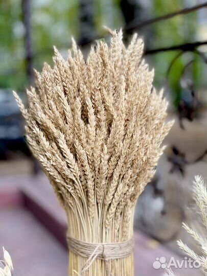 Цветы сухоцветы, колосья