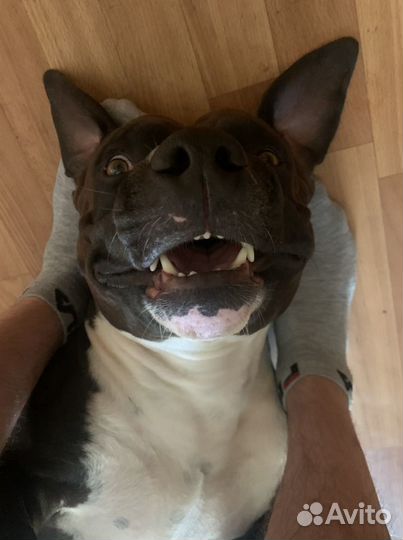 Стаффордширский терьер ищет даму сердца