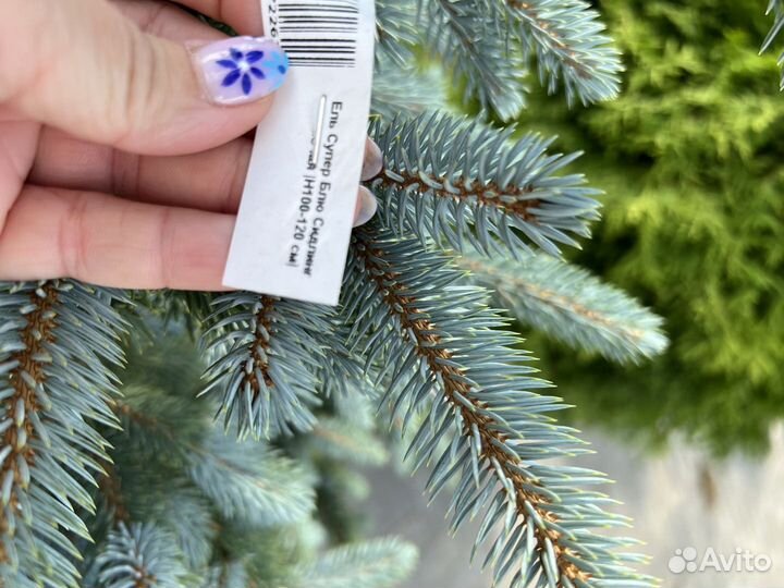 Ель голубая Супер Блю Сидлинг