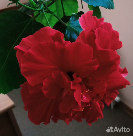 Гибискус, плектрантус, хлорофитум, каланхоэ и др