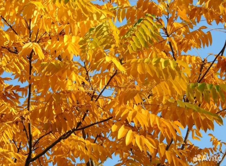 Орех серый парковое дерево