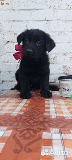 Чëрные и чепрачные немчики есть выбор