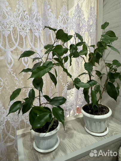 Фикус бенджамина