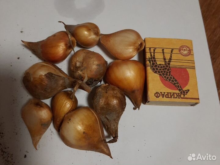 Луковицы тюльпанов