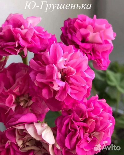 Пеларгония (герань)