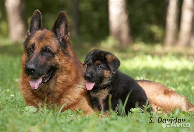 Немецкой овчарки щенки большой выбор