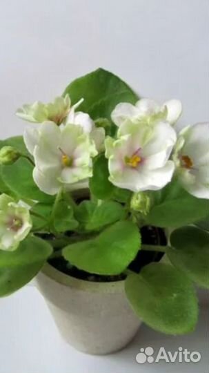 Фиалка (мини и полумини)