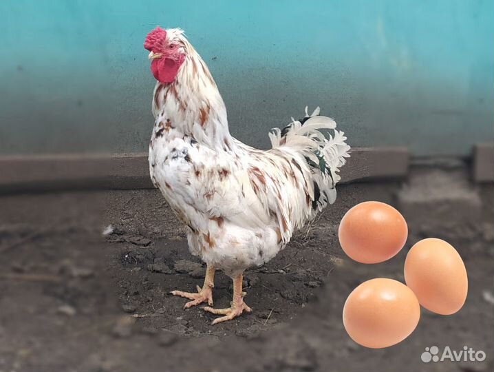 Яйца инкубационные породистых кур