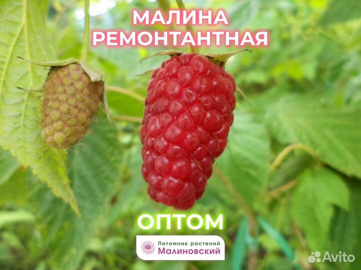 Опт Плодовые растения Саженцы Прямые поставки