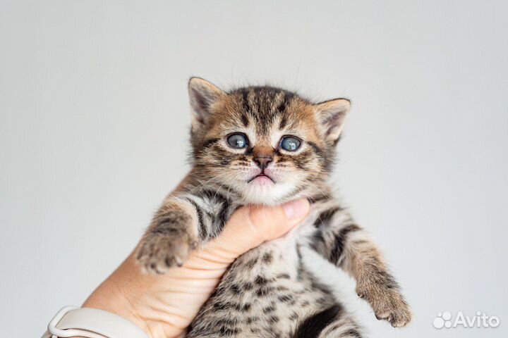 Котята в добрые руки бесплатно