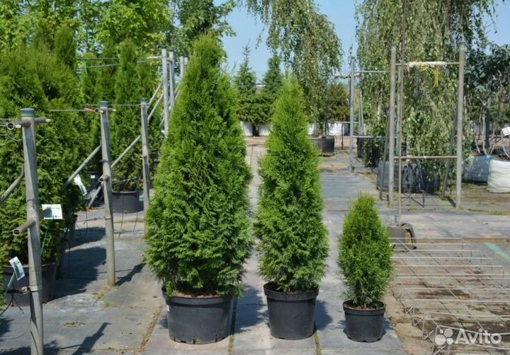 Туя смарагд саженцы