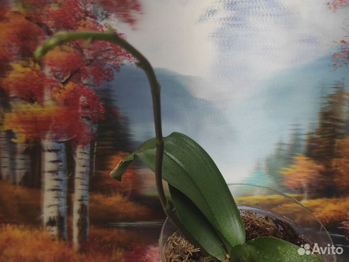 Орхидея фаленопсис