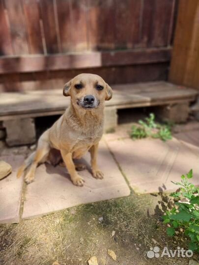 Девочка небольшая 10 кг