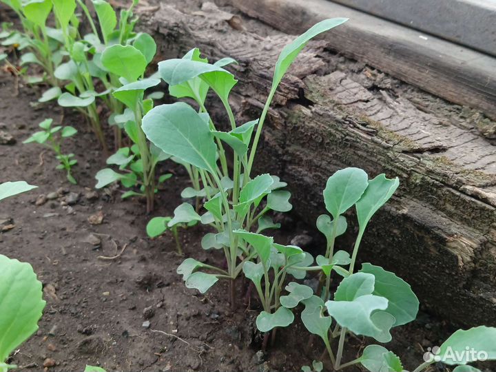 Рассада помидор, капуста