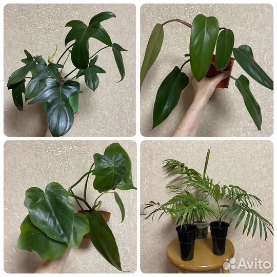 Комнатные цветы