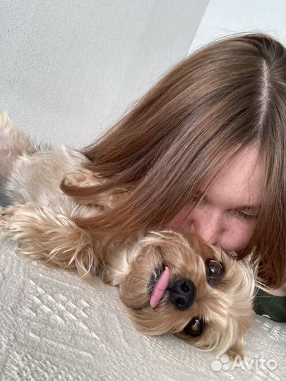 Догситтер, передержка кошек, передержка собак