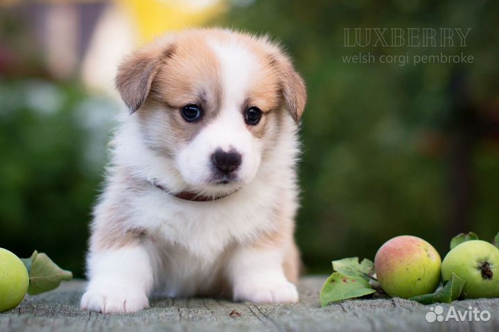 Корги пемброк щенки