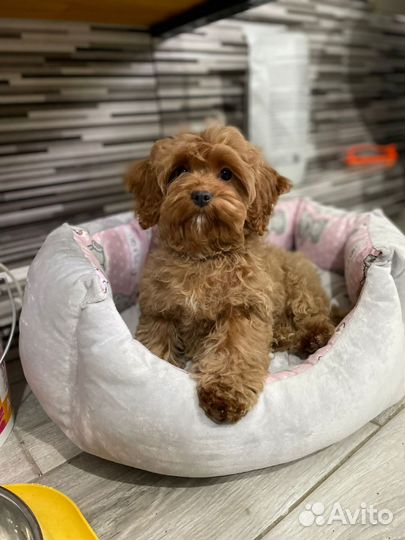 Кокапу f1 девочка