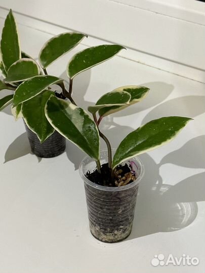 Хойя Кримсон Квин