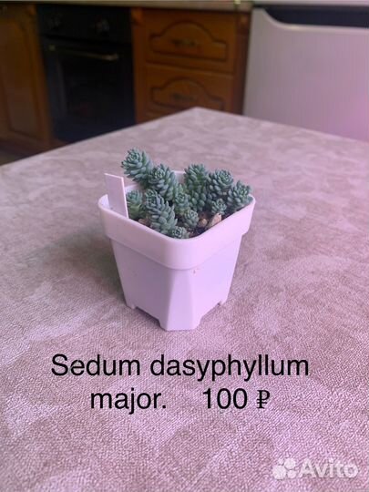 Sedum dasyphyllum major