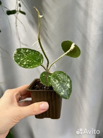 Комнатные растения цветы-хойя