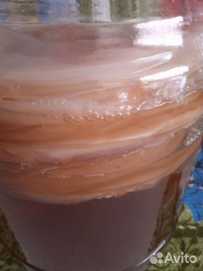 Чайный гриб