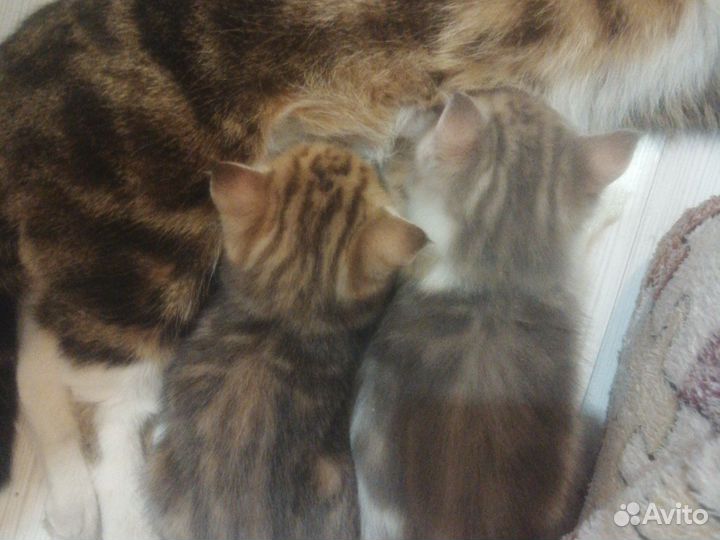 Котята мраморно британские