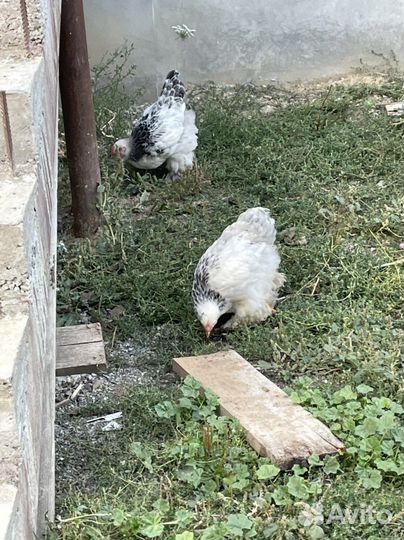 Петушки курочки Брама