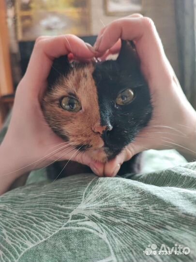 Домашняя передержка