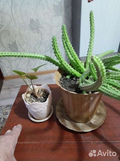 Продам цветы комнатные