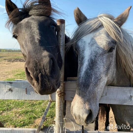 Конно-пешеходный тур на гору Яндык