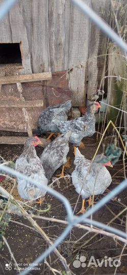 Петухи породы Доминант