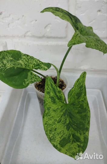 Гинура, вариегатная