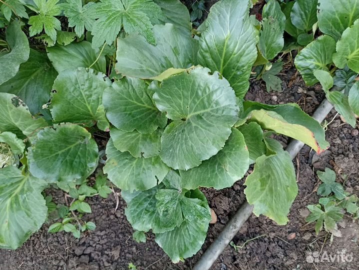 Бодан многолетник