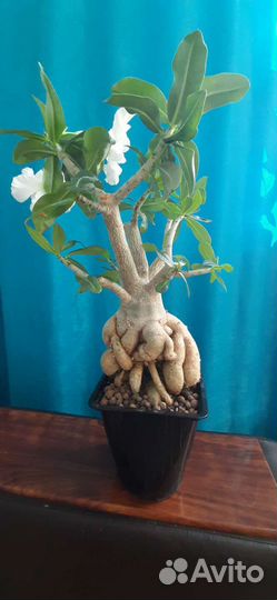 Адениум Обесум