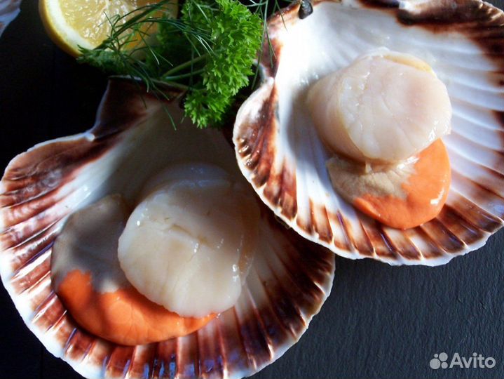 Гребешок морской на створке